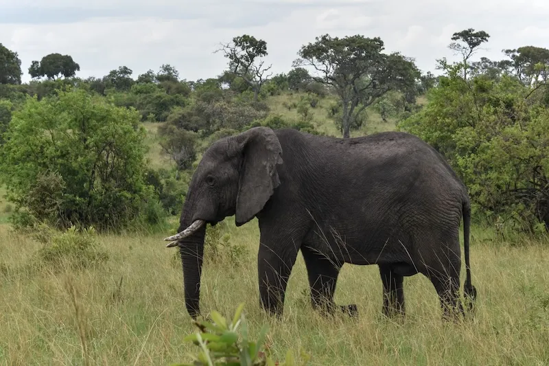 Elefante africano