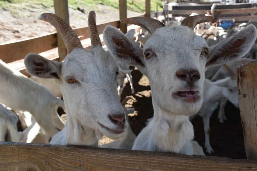 Cabras
