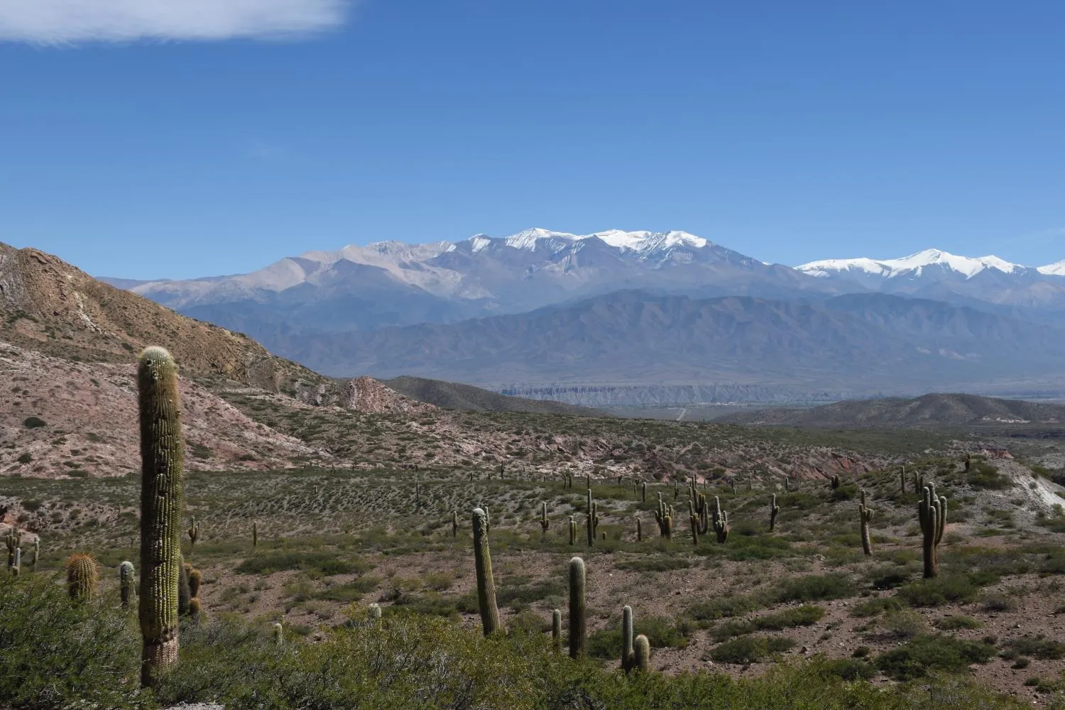 Cardones y Nevado de Cachi