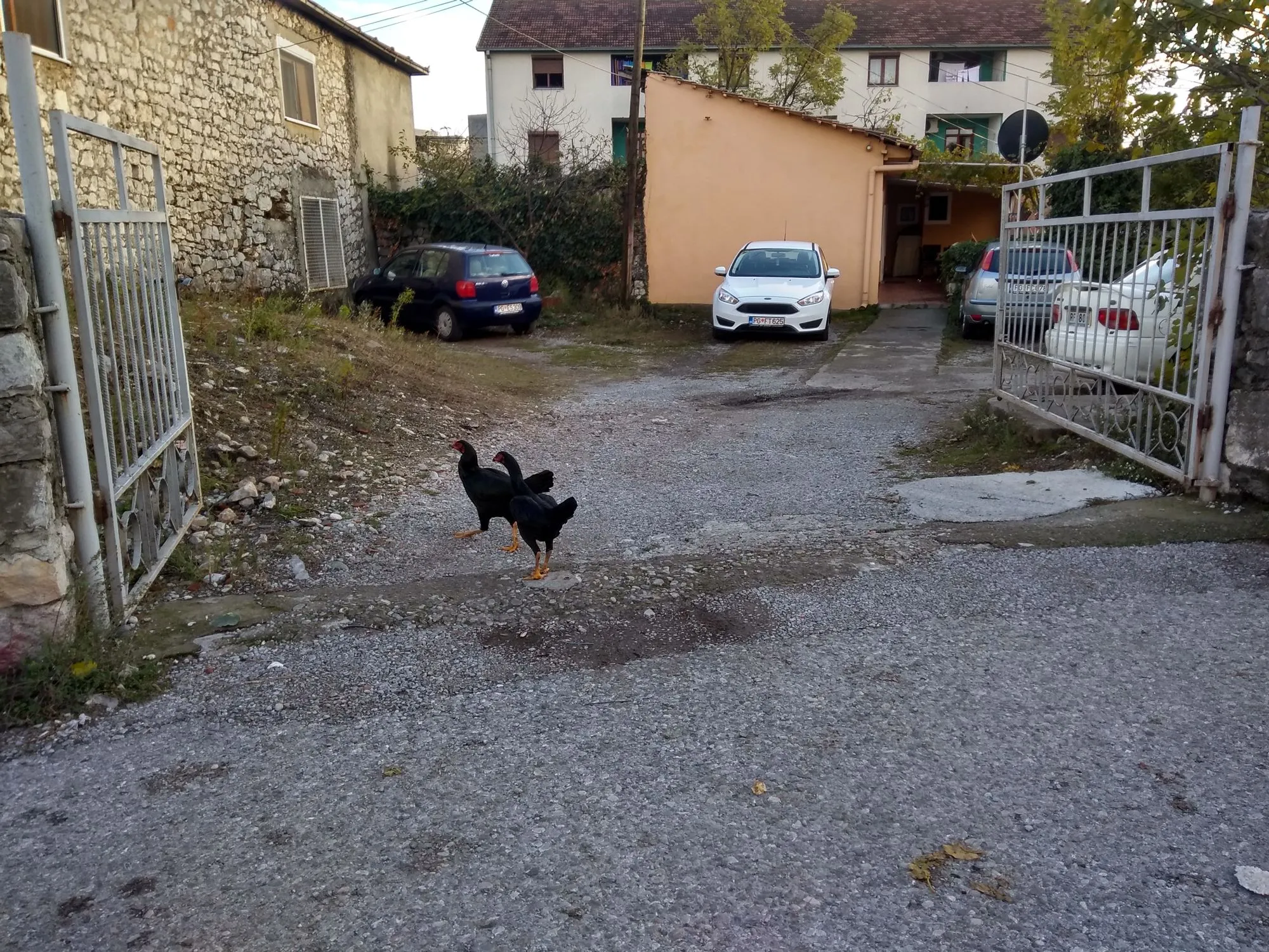 Gallinas